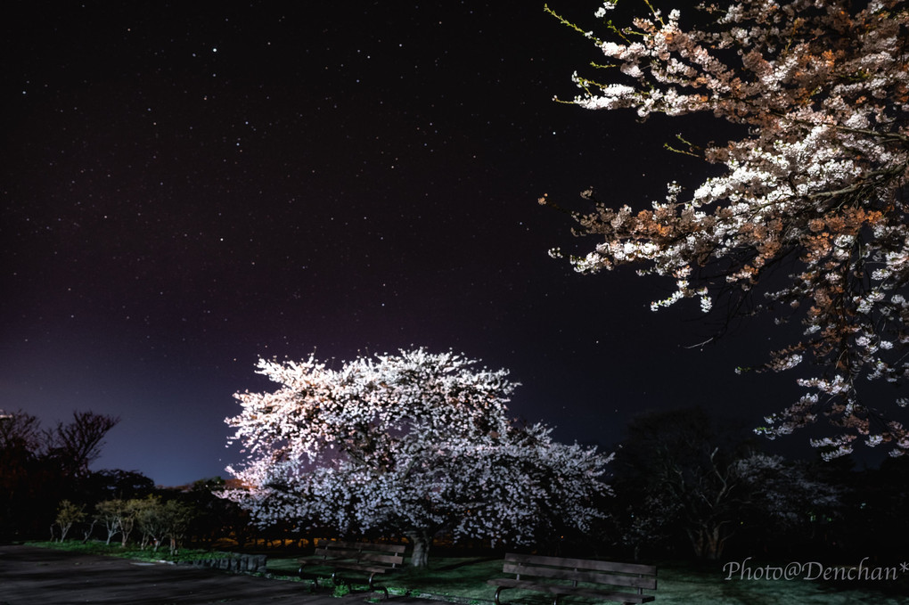 オニウシ公園の夜桜