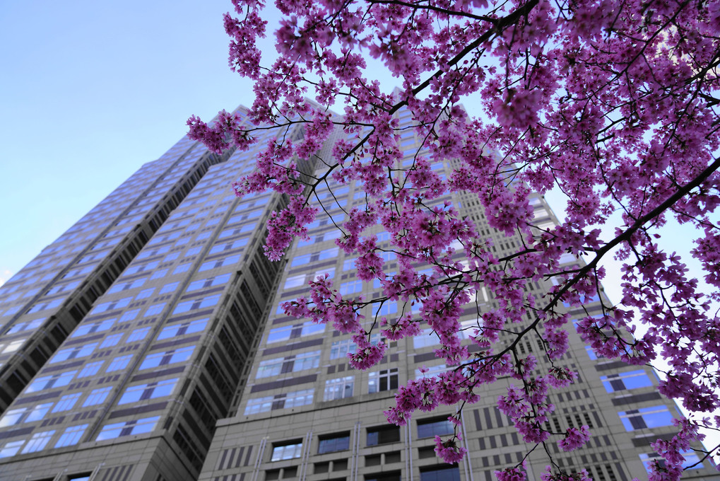 都庁と桜
