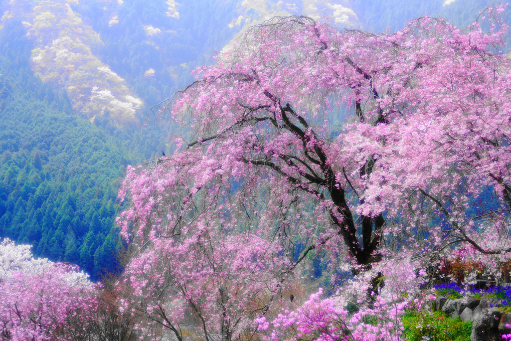 龍珠院の枝垂桜