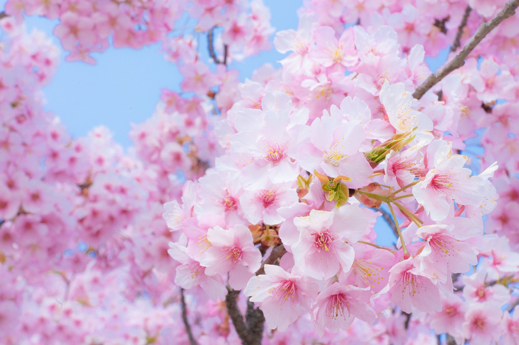 桜が彩る春の空