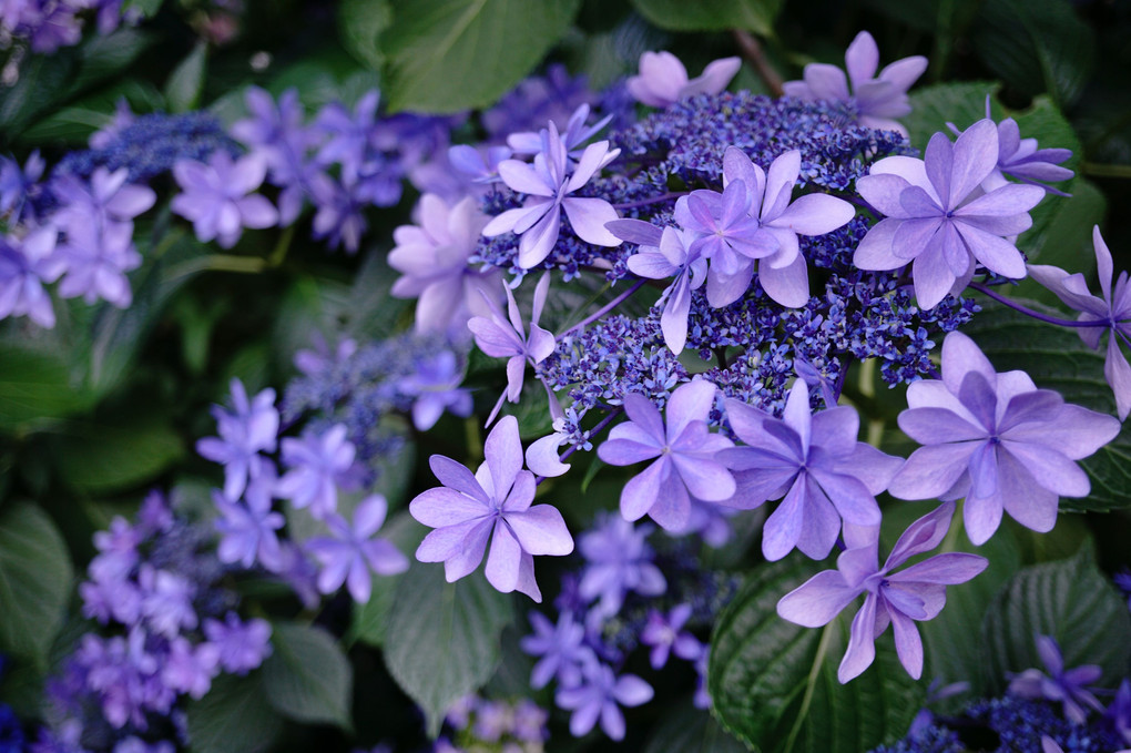 青紫