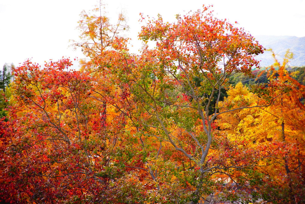 color of autumn