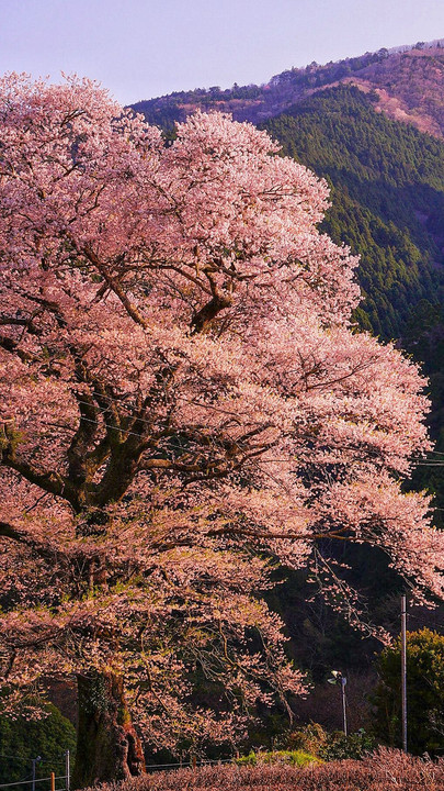 水目桜