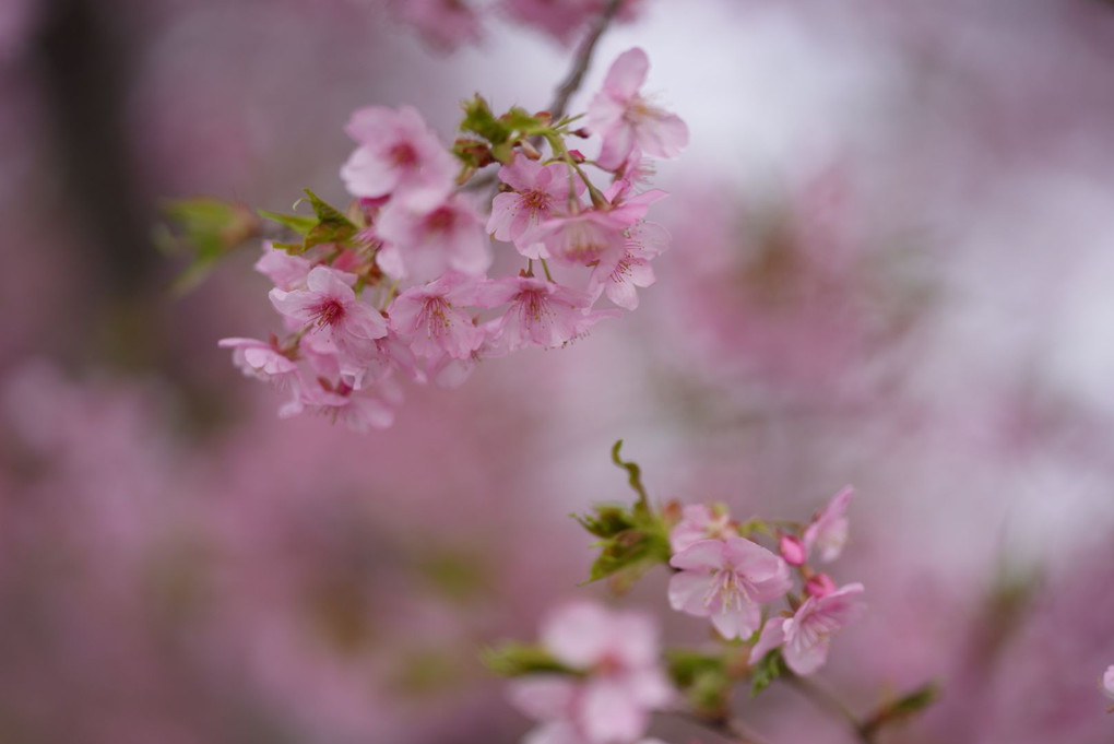 河津桜の季節