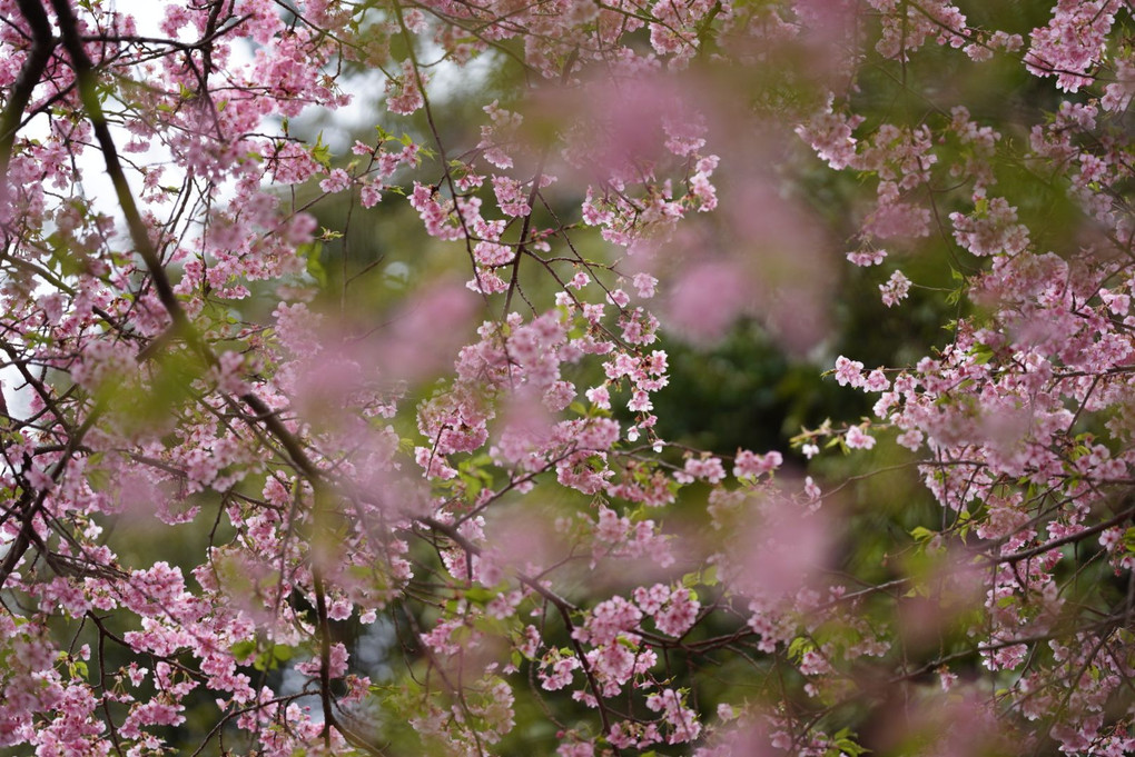 河津桜の季節