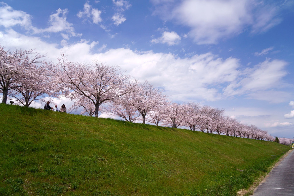 散り際の桜並木