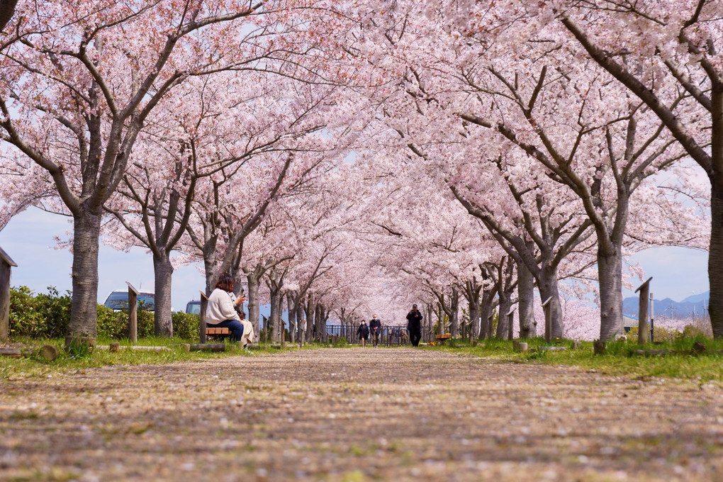 散り際の桜並木