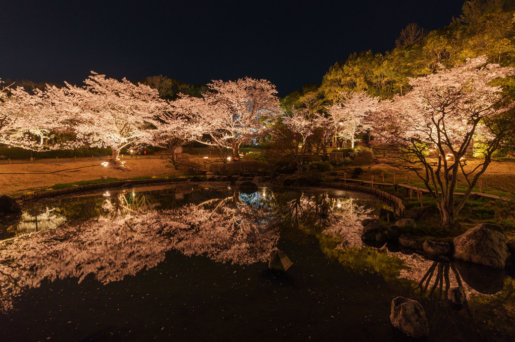 夜桜リフレクション