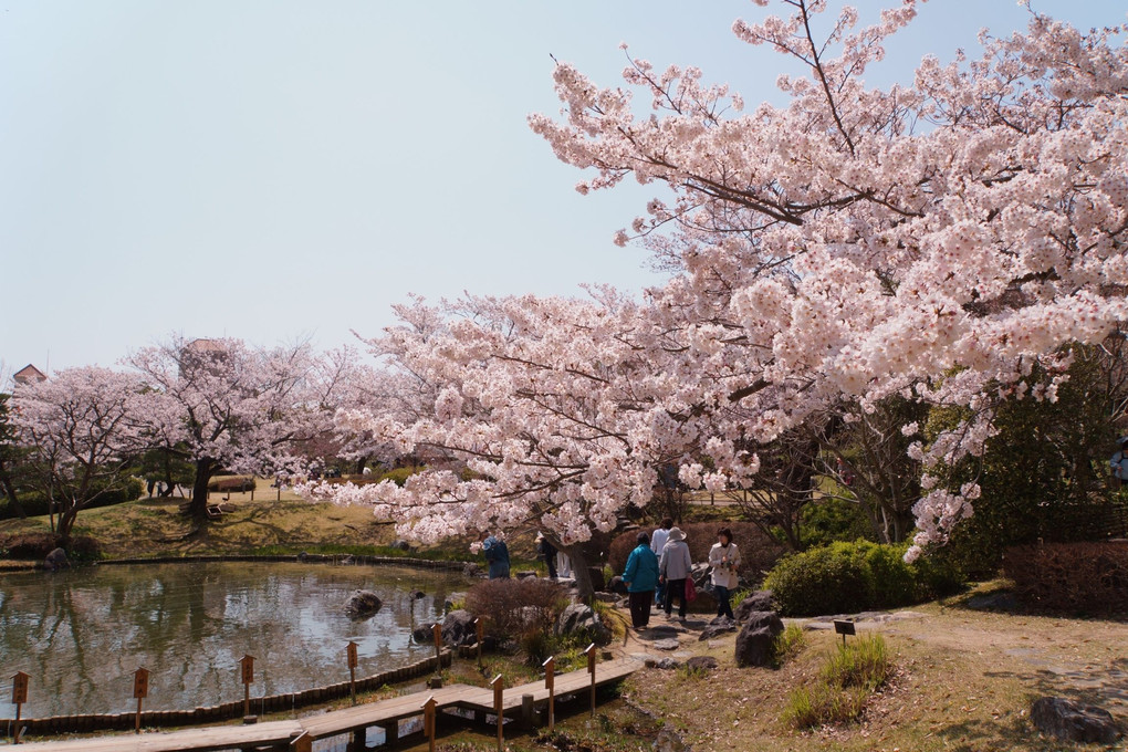満開の桜と日本庭園