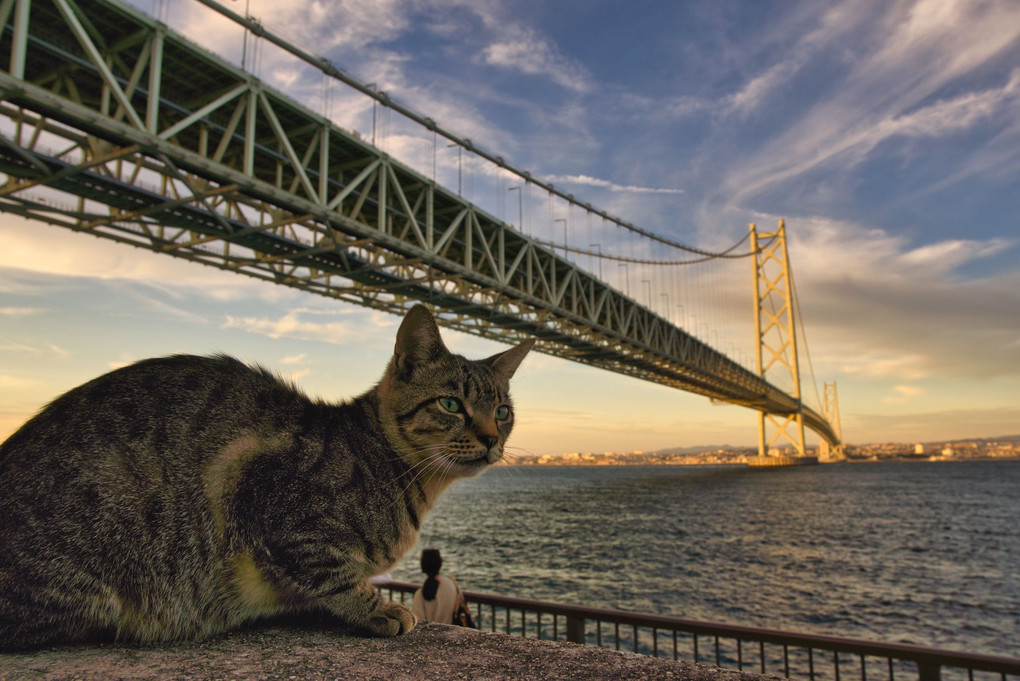 猫と橋