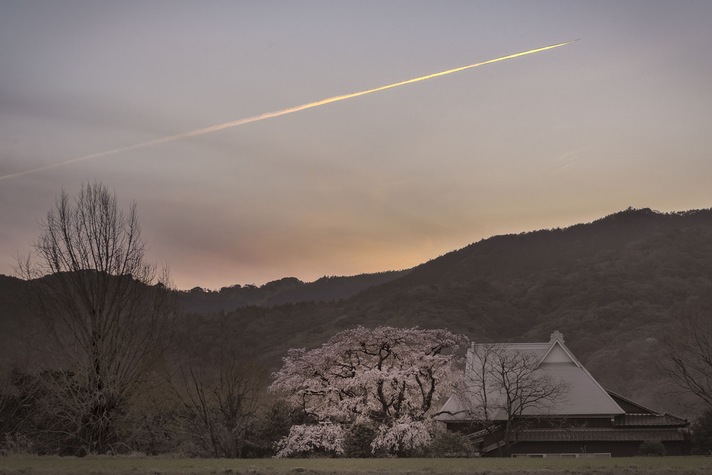 飛行機雲と一本桜