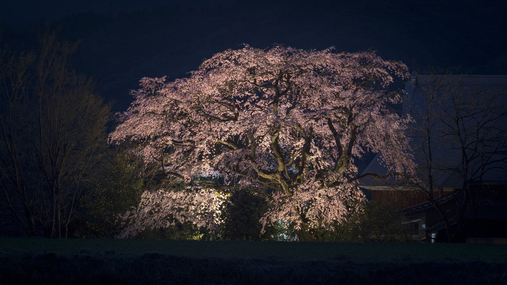 夜姫桜