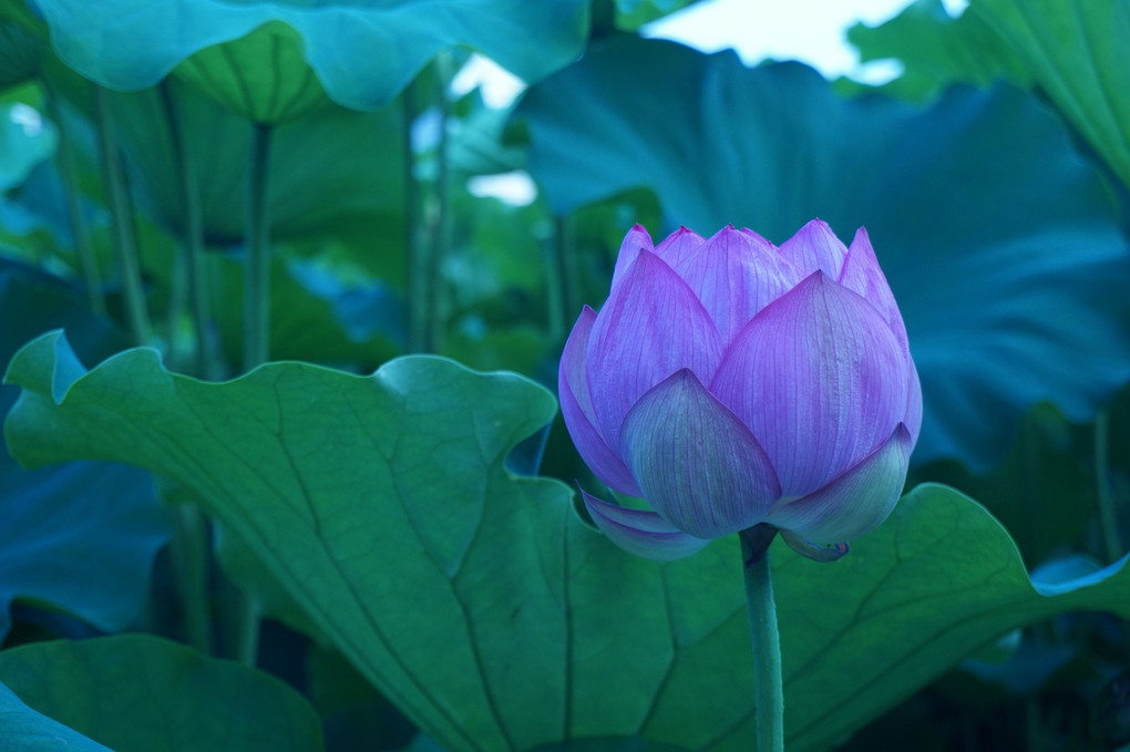 THE LOTUSES