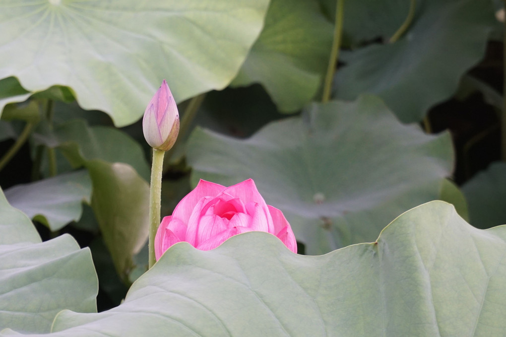 THE LOTUSES