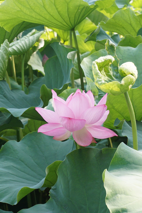 THE LOTUSES