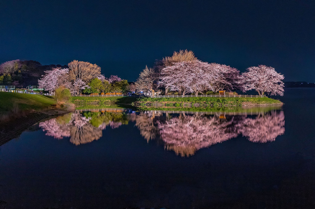 浮かぶ桜