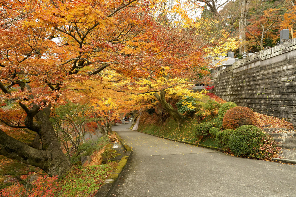 永源寺（もみじ寺）