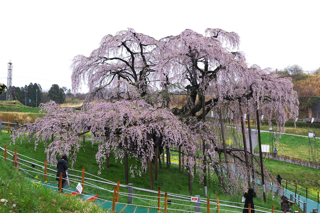 三春の滝桜