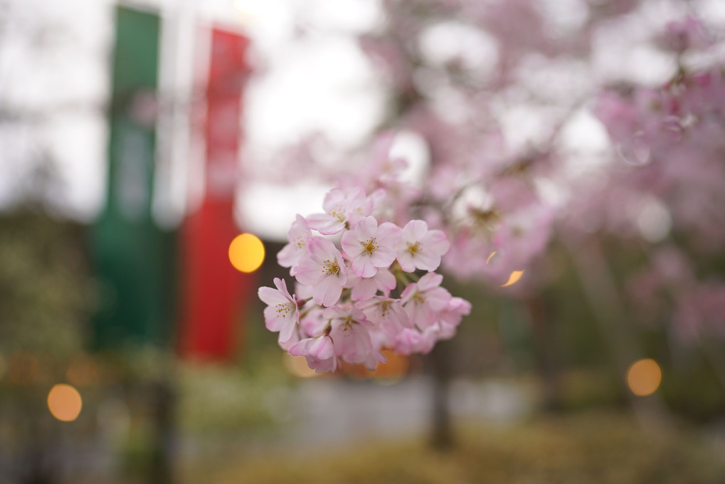 国立劇場　桜スナップ