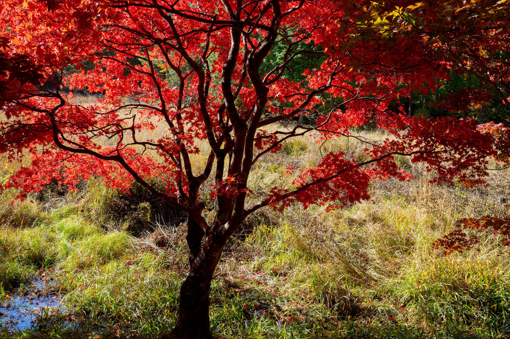 タカヤド湿地の紅葉