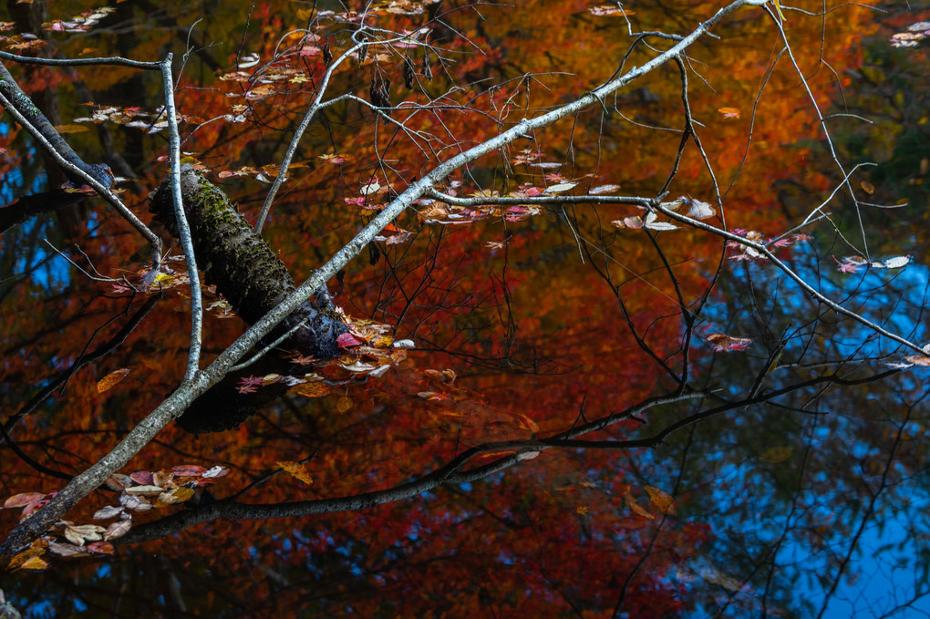 タカヤド湿地の紅葉