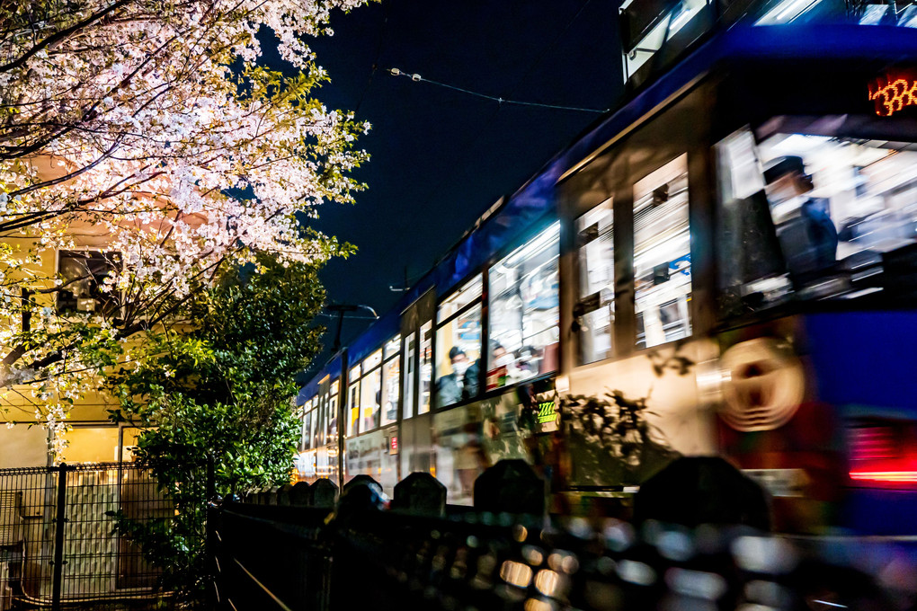 夜桜と世田谷線