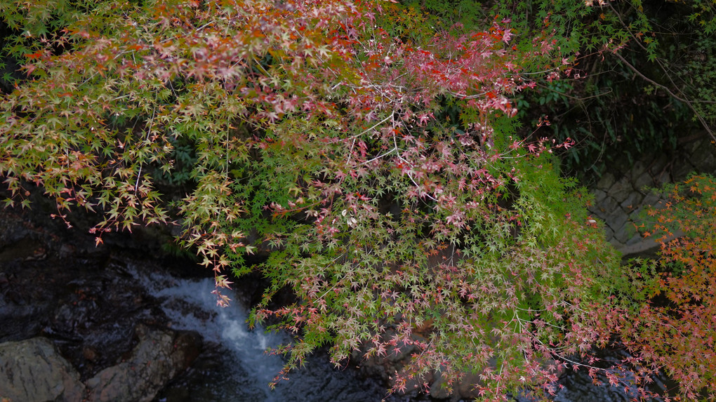 大阪　箕面国立公園の紅葉始まり。