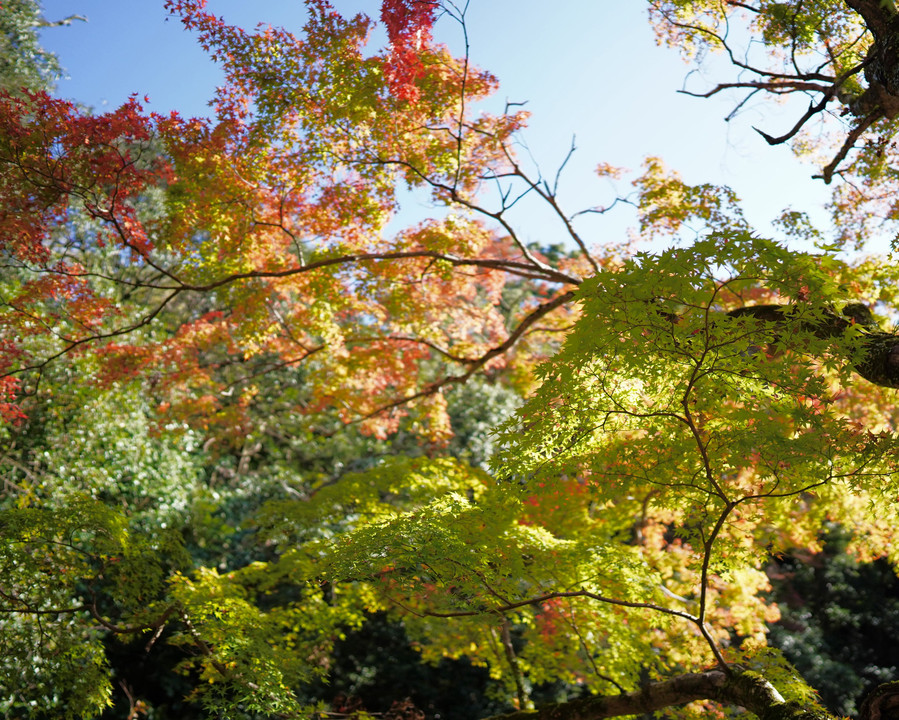 大阪　箕面国立公園の紅葉始まり。