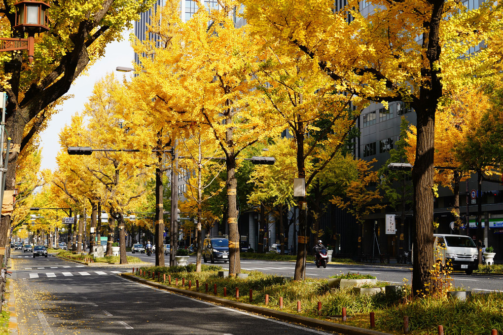 2018秋の大阪御堂筋