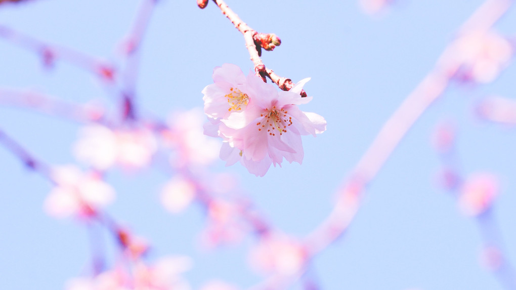 横浜イングリッシュガーデンの十月桜・その2