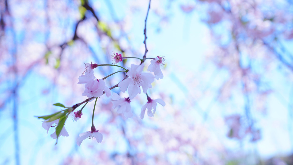 しだれ桜