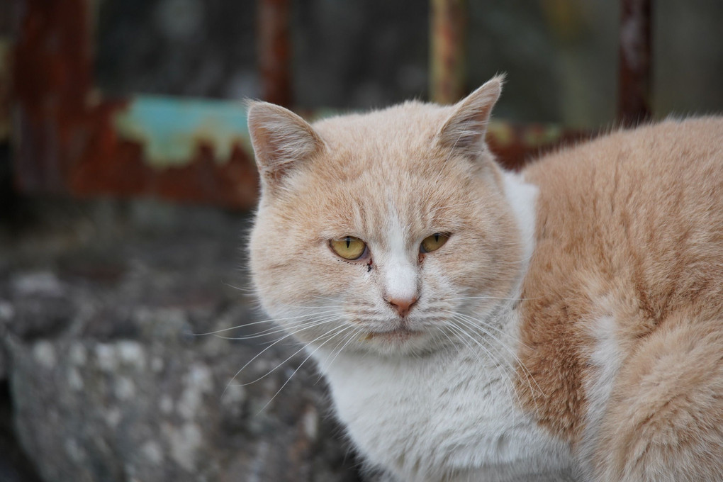 野良猫