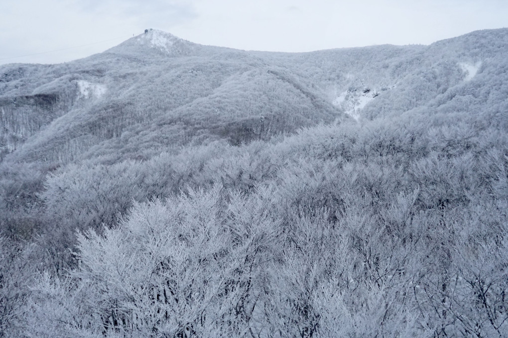 蔵王の樹氷