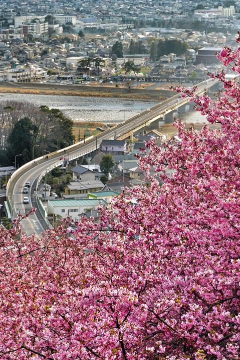桜が早く咲く街