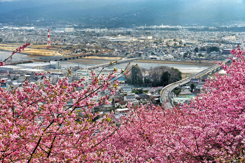 桜が早く咲く街