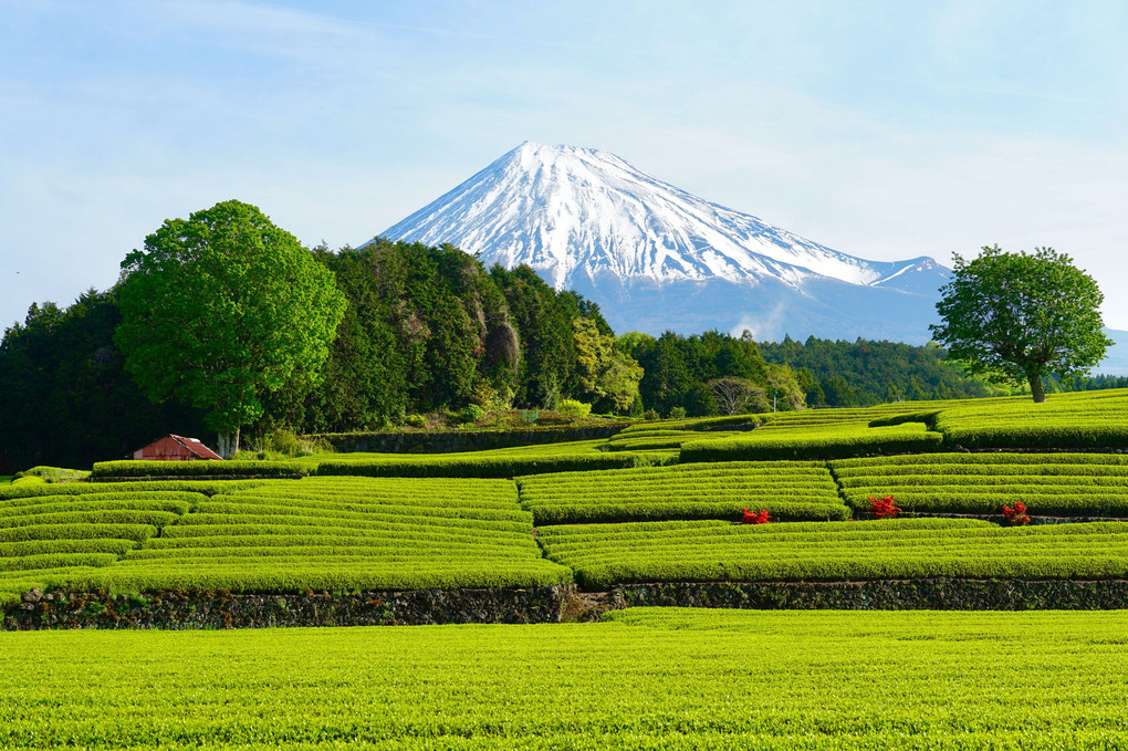 新茶の季節