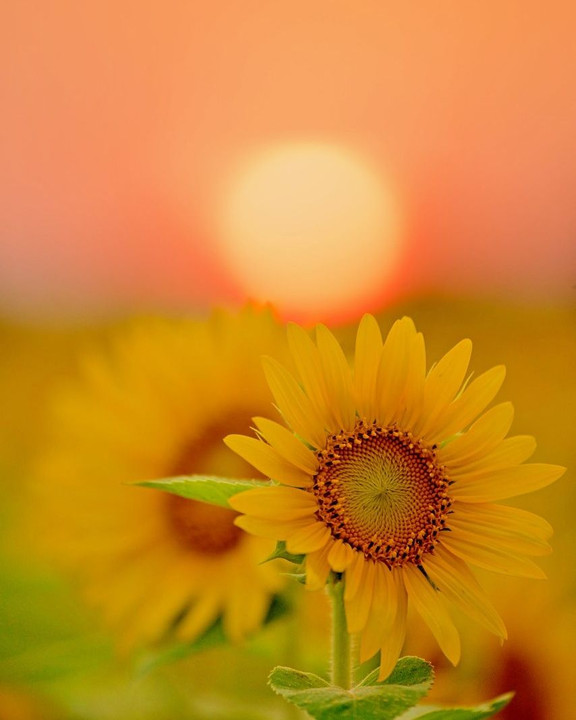 夕陽と向日葵