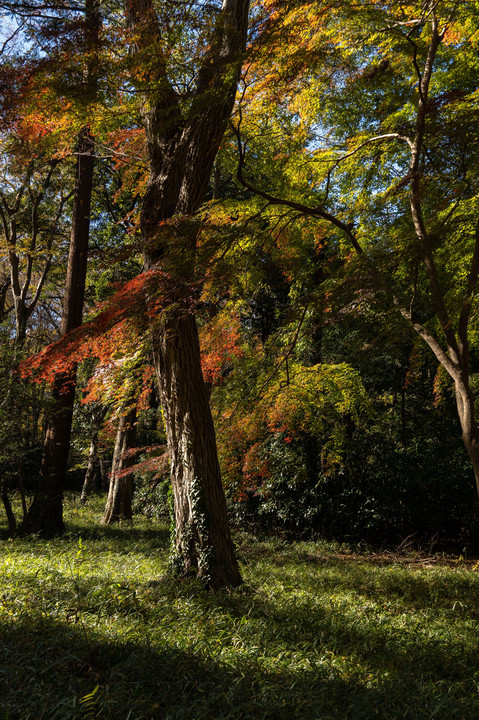 紅葉撮り