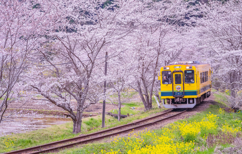 いすみの春