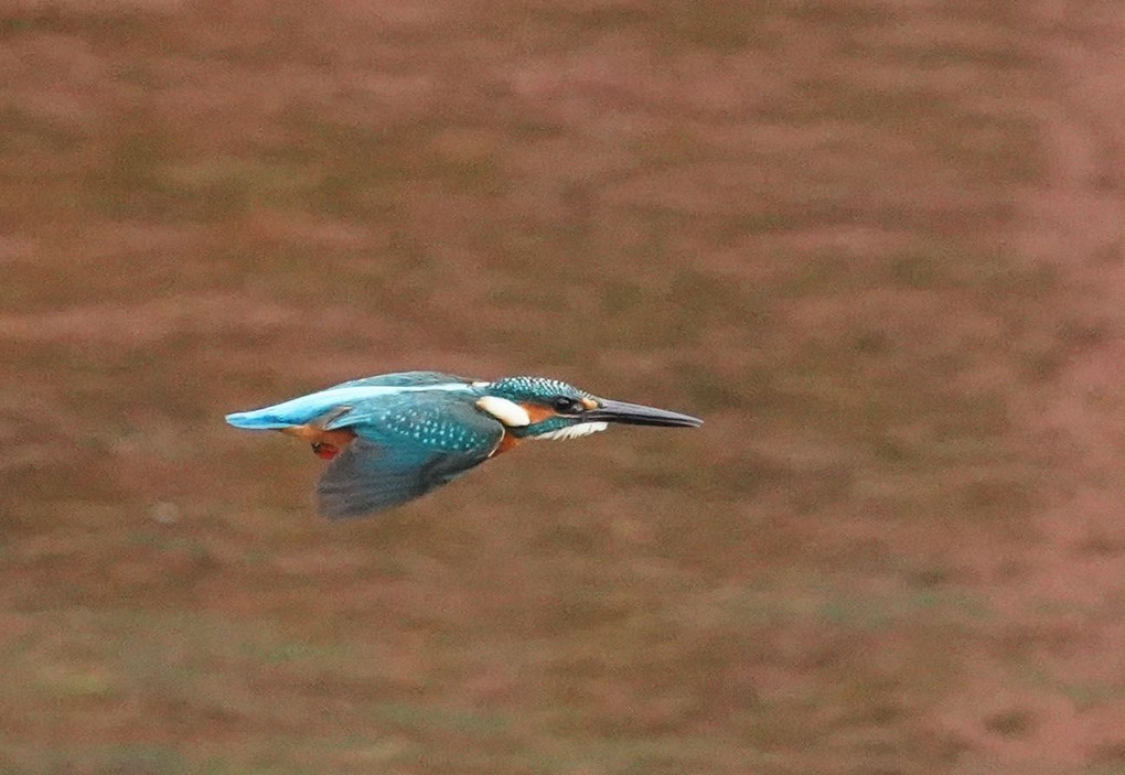 カワセミ横っ飛び