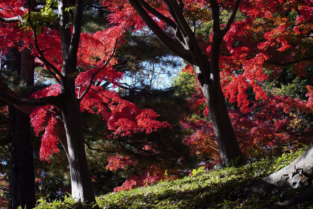 武蔵野台地の紅葉