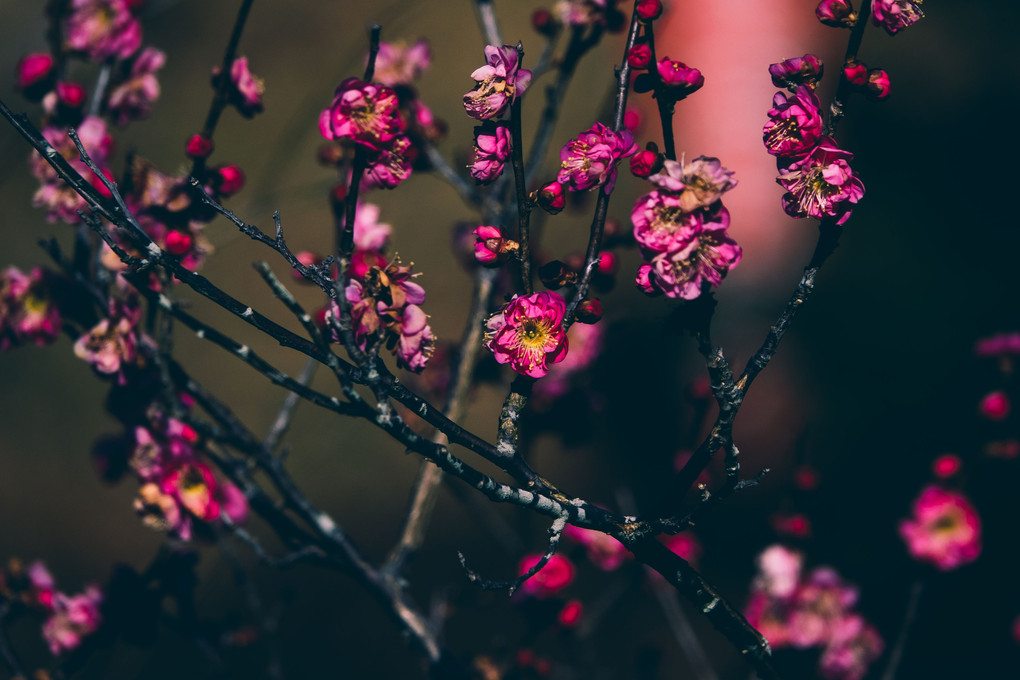 薬師池公園、早咲きの梅