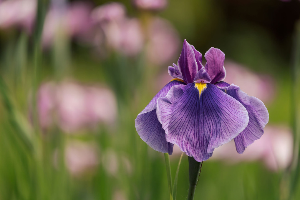 薬師池公園の花菖蒲