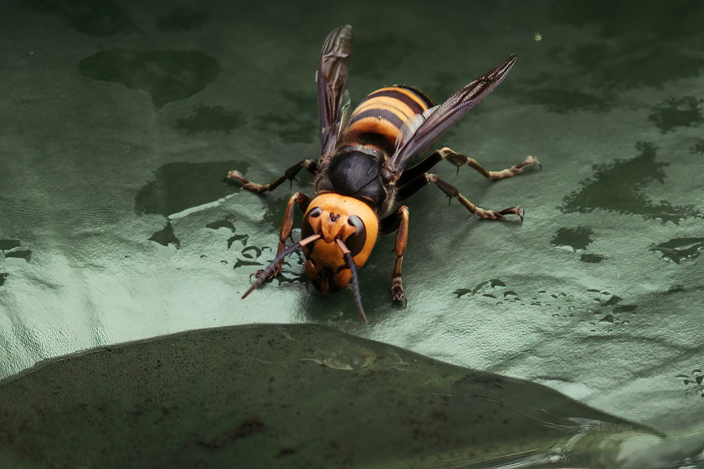 睡蓮の葉の上のスズメバチ