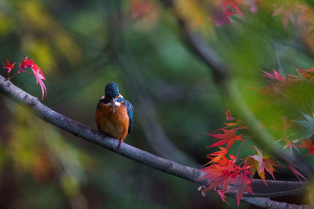 紅葉とカワセミ