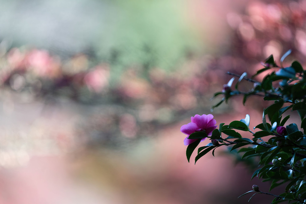 山茶花と紅葉