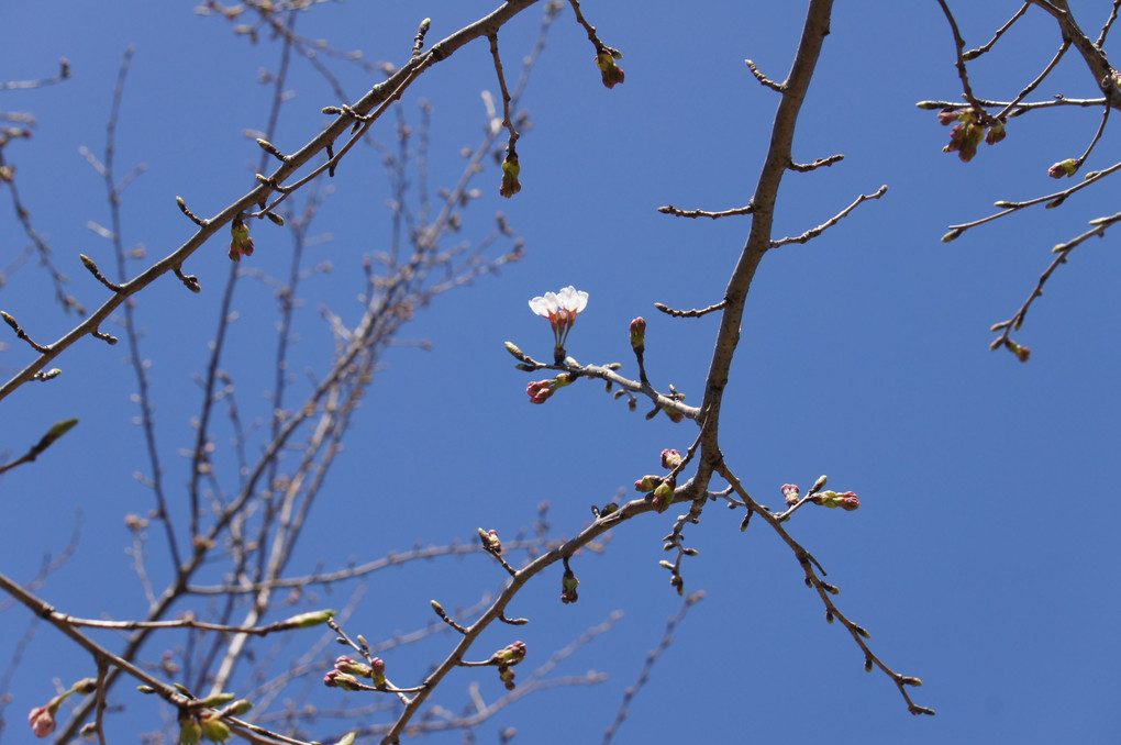 青空に可憐な桜（和久羅山）
