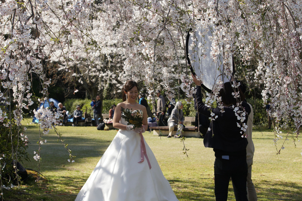 枝垂桜の中の花嫁３