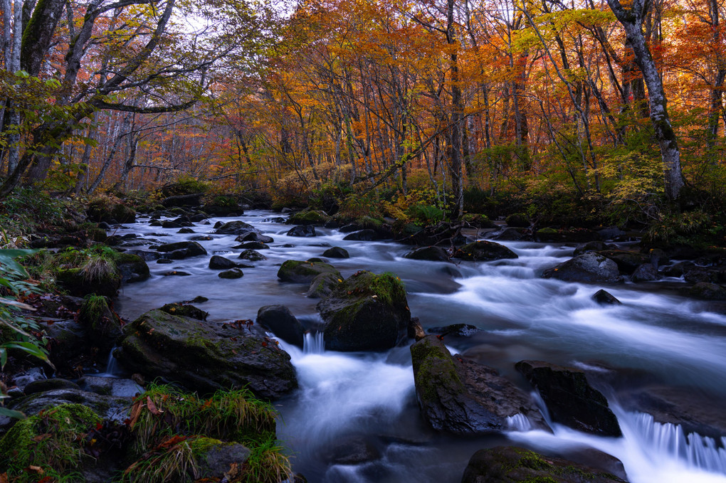 秋、奥入瀬渓流の朝