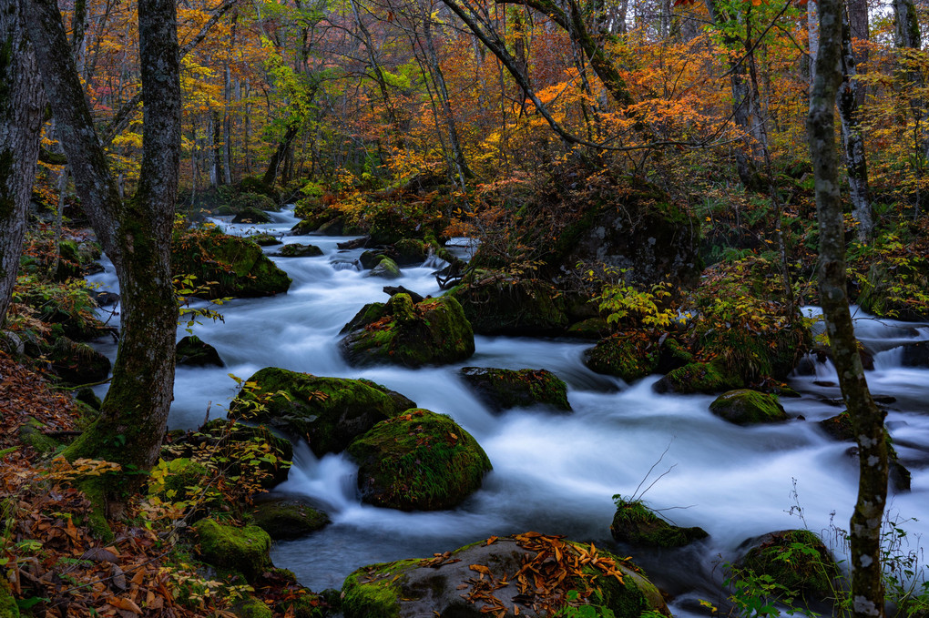 秋、奥入瀬渓流の朝